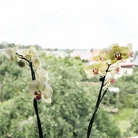 Ruumikas Looduslik Paerl- Self Check-in Apartment